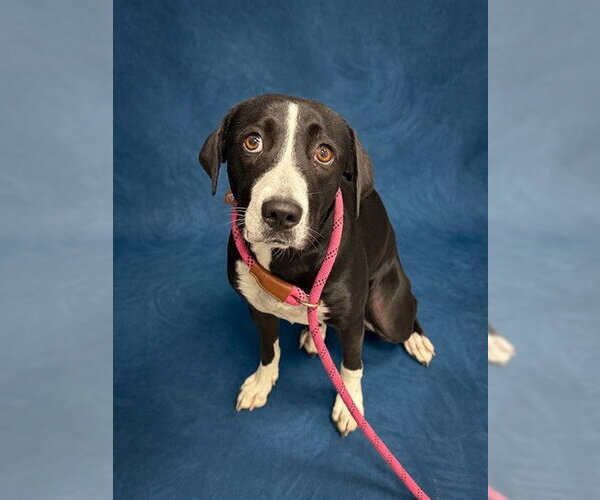 Medium Photo #1 Border Collie-Unknown Mix Puppy For Sale in Peoria, IL, USA