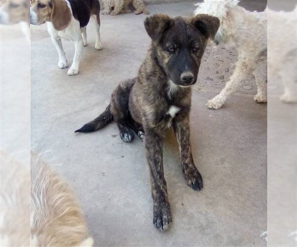 Medium Photo #9 Border Collie-Unknown Mix Puppy For Sale in Apple Valley, CA, USA