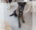 Small #8 Border Collie Mix