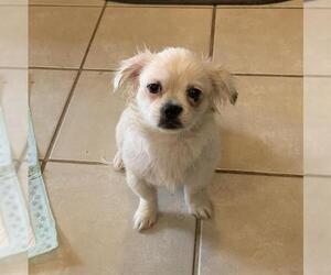Shih Tzu-Unknown Mix Dogs for adoption in San Antonio, TX, USA