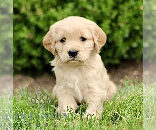 Medium Photo #1 Golden Retriever Puppy For Sale in STRASBURG, PA, USA