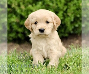 Golden Retriever Puppy for sale in STRASBURG, PA, USA