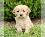 Small Golden Retriever