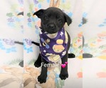 Small Labrador Retriever Mix
