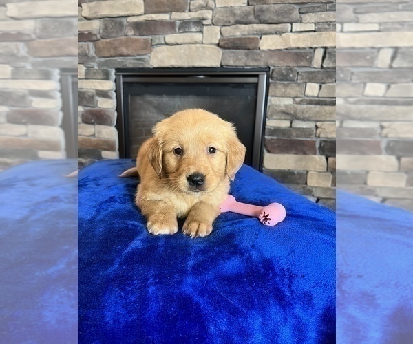 Medium Photo #1 Golden Retriever Puppy For Sale in NOBLESVILLE, IN, USA