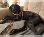 Small #1 Labrador Retriever Mix