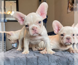 French Bulldog Puppy for sale in TULSA, OK, USA