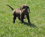 Puppy Charlie German Shorthaired Pointer-Vizsla Mix