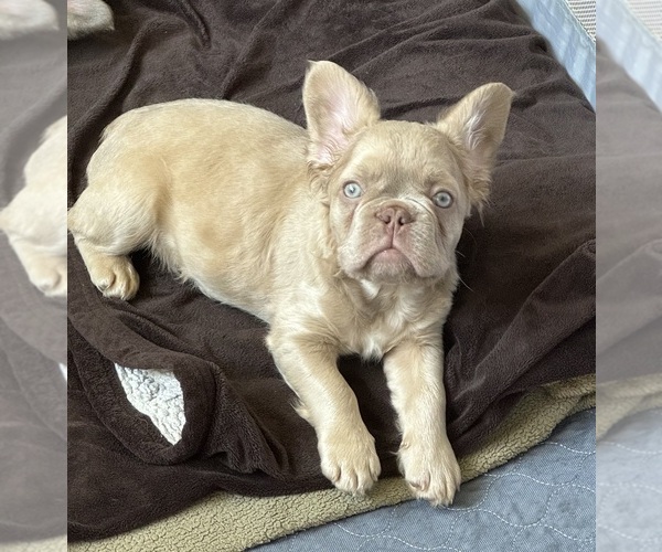 Medium Photo #2 French Bulldog Puppy For Sale in LINCOLN, CA, USA