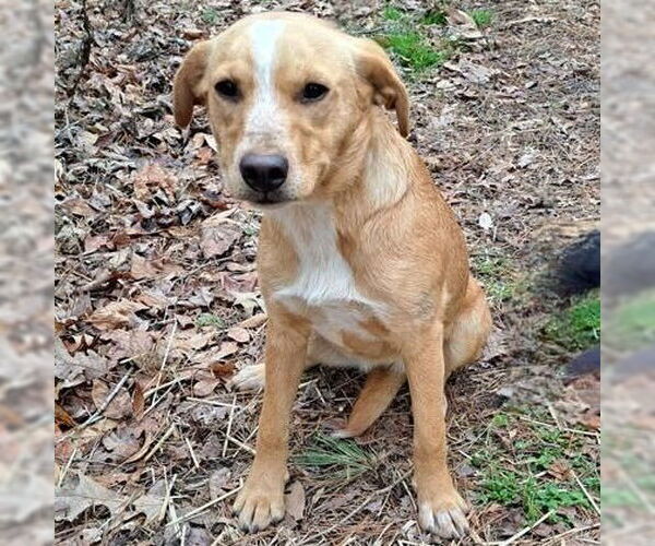 Medium Photo #2 Labrador Retriever-Unknown Mix Puppy For Sale in Canton, CT, USA