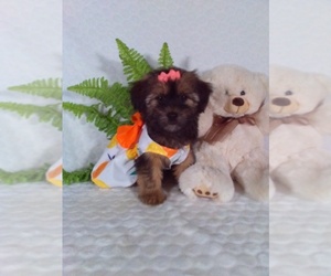 Shorkie Tzu Puppy for sale in SUGARCREEK, OH, USA