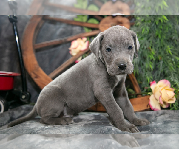 Medium Photo #2 Great Dane Puppy For Sale in SHELBY, OH, USA