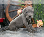Small Photo #30 Great Dane Puppy For Sale in SHELBY, OH, USA
