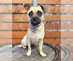 Small Photo #1 Pug-Unknown Mix Puppy For Sale in Corona, CA, USA