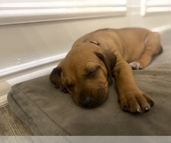 Medium Photo #20 Rhodesian Ridgeback Puppy For Sale in KELLER, TX, USA