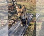 Small #11 Rat Terrier Mix