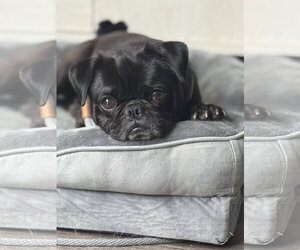 Pug Dogs for adoption in Sandy, UT, USA