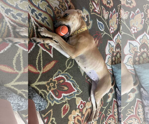 Medium Photo #4 Labrador Retriever-Unknown Mix Puppy For Sale in Germantown, OH, USA