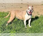 Small Photo #18 Bulldog-Unknown Mix Puppy For Sale in Germantown, OH, USA