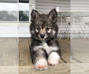 Pomsky Puppy for sale in SAVOY, MA, USA