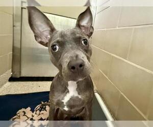 American Pit Bull Terrier-Unknown Mix Dogs for adoption in Pueblo, CO, USA