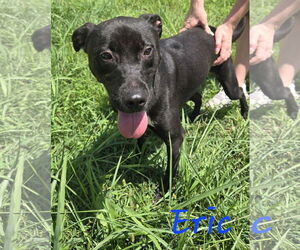 Mutt Dogs for adoption in Jackson, MS, USA