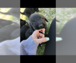 Small Photo #1 Labradoodle Puppy For Sale in ETOILE, KY, USA