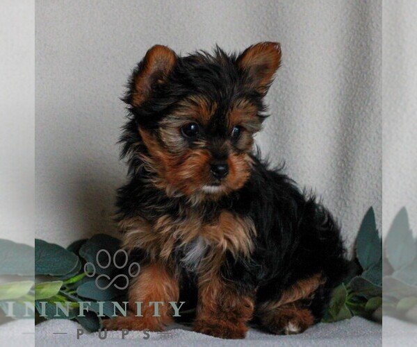 Medium Photo #2 Yorkshire Terrier Puppy For Sale in REINHOLDS, PA, USA