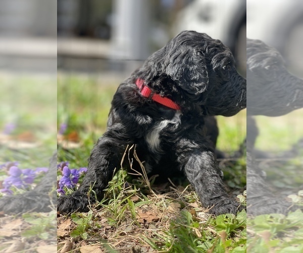 Medium Photo #18 Goldendoodle Puppy For Sale in LOTHIAN, MD, USA