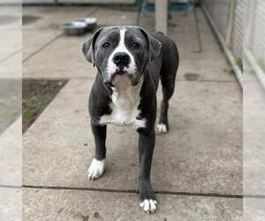 Mutt Dogs for adoption in Modesto, CA, USA