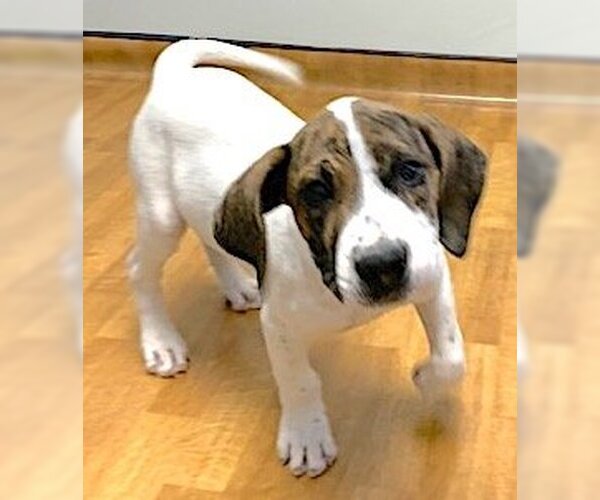 Medium Photo #2 Basset Hound-Unknown Mix Puppy For Sale in Mount Airy, NC, USA