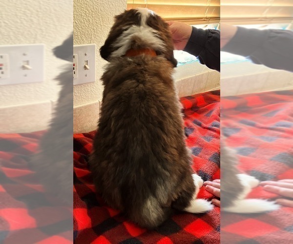 Medium Photo #4 Saint Bernard Puppy For Sale in COLORADO SPRINGS, CO, USA