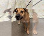 Small Black Mouth Cur Mix