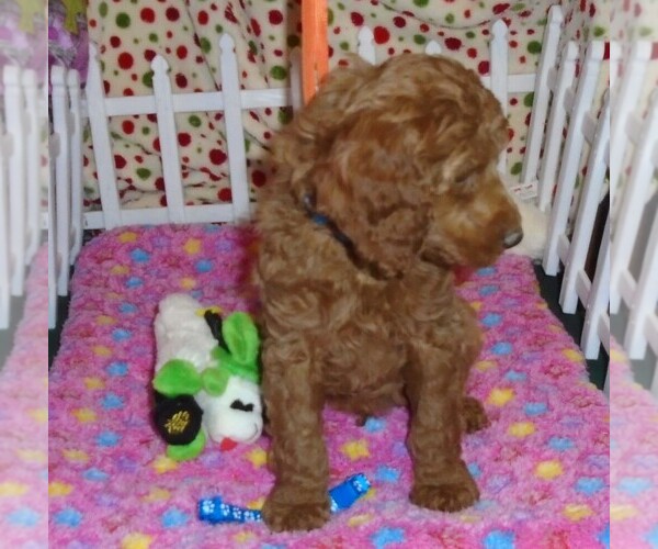 Medium Photo #5 Poodle (Standard) Puppy For Sale in CLATSKANIE, OR, USA