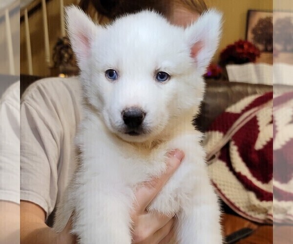 Medium Photo #1 Siberian Husky Puppy For Sale in TRUSSVILLE, AL, USA