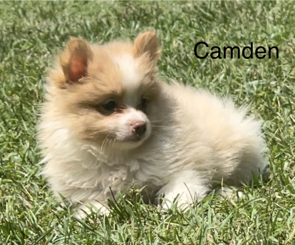 Medium Photo #2 Pomeranian Puppy For Sale in AZLE, TX, USA