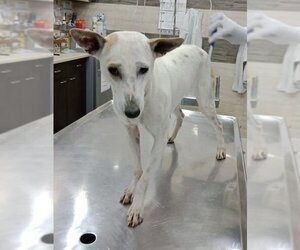 Charlie - Female Mutt Dog for Adoption - Photo #4
