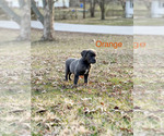 Puppy Orange collar Cane Corso