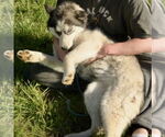 Small #3 Huskies  Mix