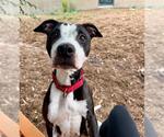 Small American Pit Bull Terrier