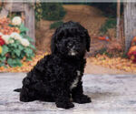 Louie - Male Cavapoo (Miniature) Puppy for Sale - Photo #3