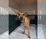 Elton - Male Chihuahua-Unknown Mix Dog for Adoption - Small photo