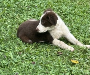 Medium Borador