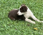 Puppy Taylor Borador