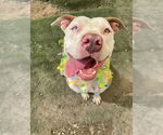 Small #26 American Staffordshire Terrier Mix