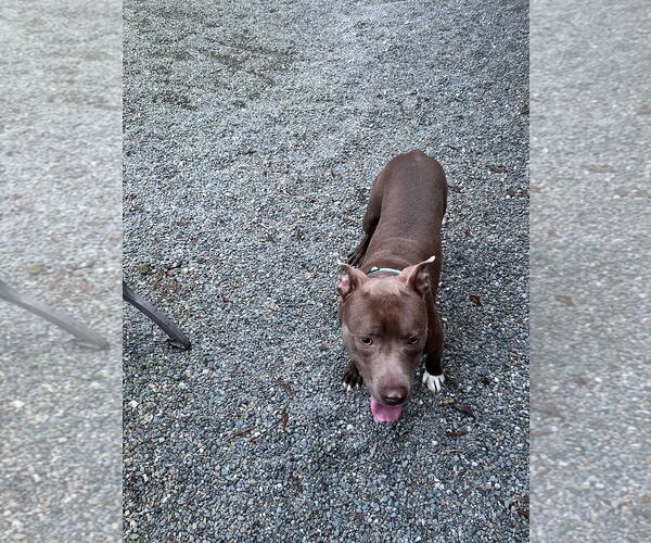 Medium Photo #6 Mutt Puppy For Sale in Woodland Hills, CA, USA