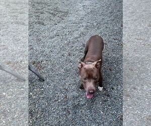ALLEN J - Male Mutt Dog for Adoption - Photo #6