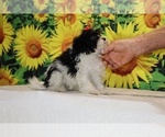 Bubbles - Female Goldendoodle (Miniature) Puppy for Sale - Photo #24