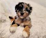 Puppy 4 Aussiedoodle Miniature -Miniature Bernedoodle Mix