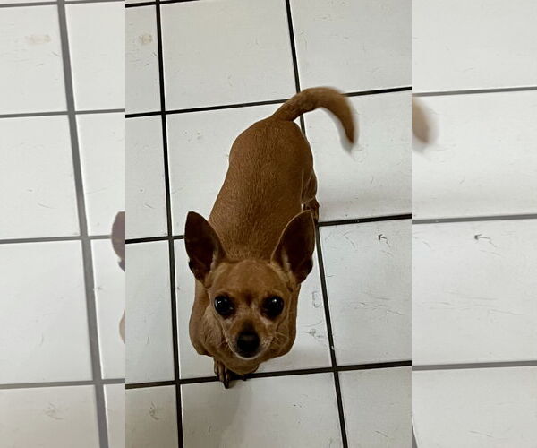 Medium Photo #3 Chihuahua Puppy For Sale in Colton, CA, USA